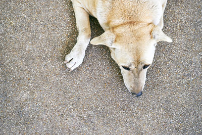 High angle view of dog