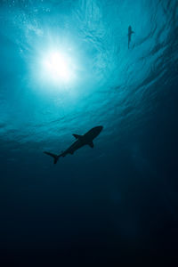 Low angle view of silhouette sharks swimming in sea on sunny day