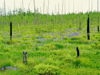 Scenic view of grassy field against trees