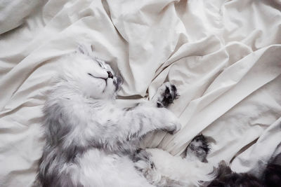 Close-up of cat sleeping on bed