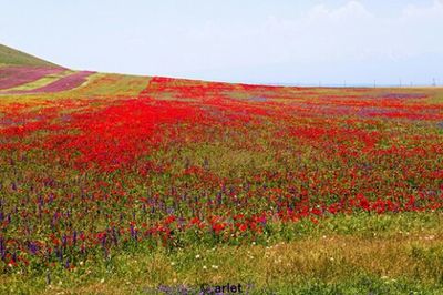 Full frame shot of red flowers in field