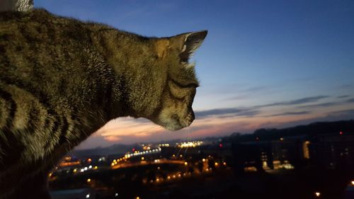 Close-up of a cat looking away