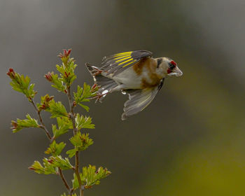 Bird flying over a plant