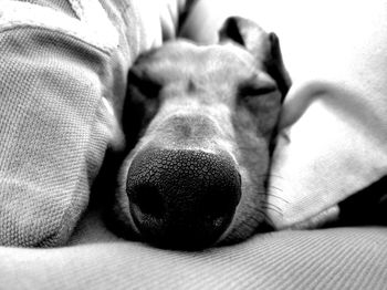 Close-up of dog relaxing on bed