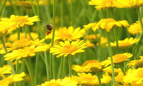 Close-up of bee pollinating yellow flowers