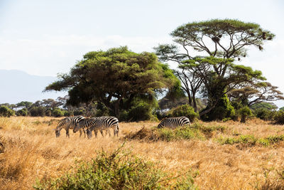 Giraffes on field