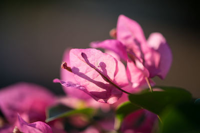 Close-up of pink rose flower