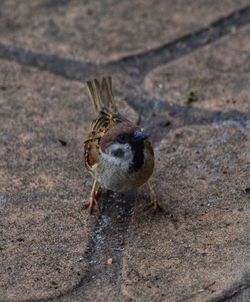 High angle view of bird on a field