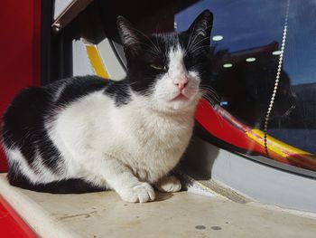 Close-up portrait of a cat