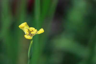 Close-up of yellow flowering plant