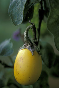 Close-up of lemon growing on tree