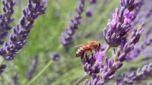 Bee in lavender field 