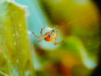 Close-up of spider on web