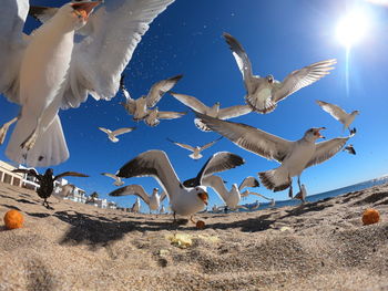 Seagulls eat on the beach
