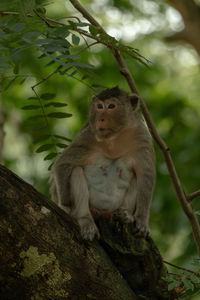 Long-tailed macaque sits in shadows on branch