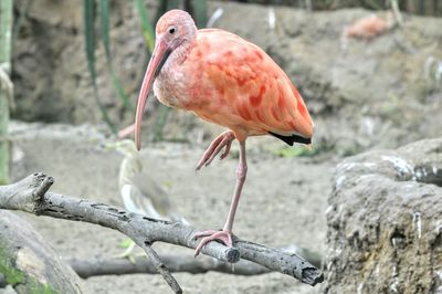 Close-up of bird perching on tree