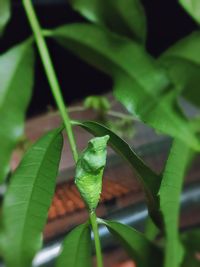 Close-up of green leaf on plant