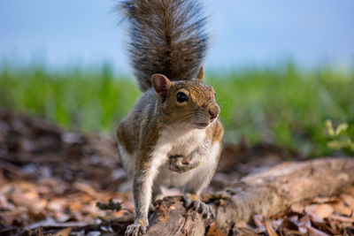 Close-up of squirrel on field