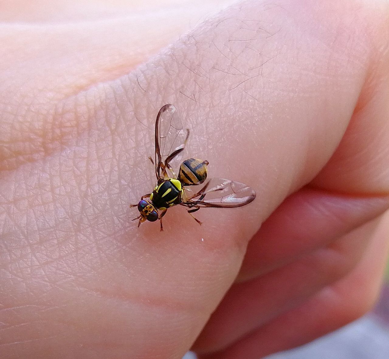 hand, animal themes, animal wildlife, animal, one person, one animal, insect, wildlife, close-up, finger, holding, focus on foreground, macro photography, day, nature, human skin, limb, outdoors