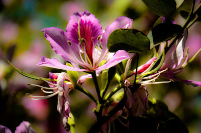 Close-up of pink flowering plant