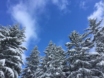 Low angle view of frozen trees against blue sky