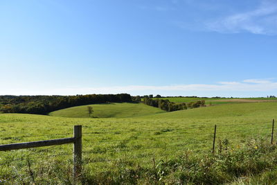 Scenic view of agricultural field against clear blue sky