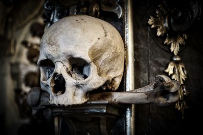 Close-up of skull and bone on metal