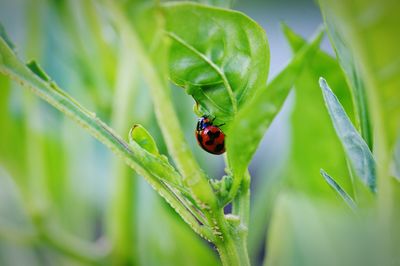 Close-up of ladybug on leaf