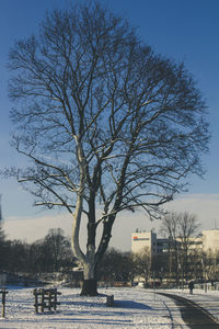 Bare trees against sky