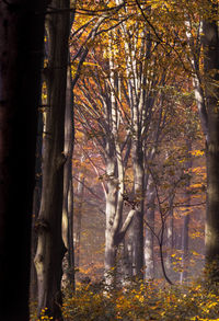 Trees in forest during autumn