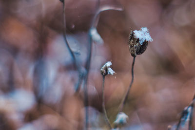 Close-up of dry flower on plant