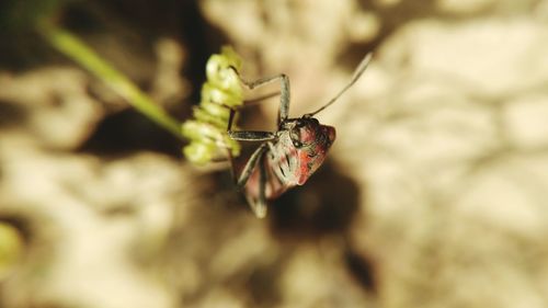 Close-up of insect