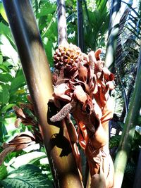 Close-up of butterfly on flower tree