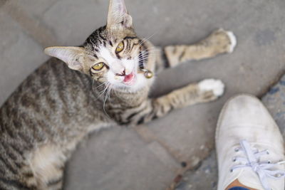 High angle portrait of cat