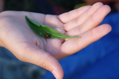 Cropped image of person holding leaf with ladybug