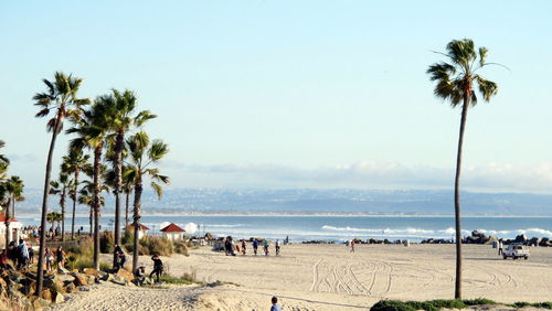 Palm trees on beach