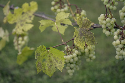 Close-up of flowering plant