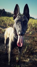 Portrait of dog on grassy field