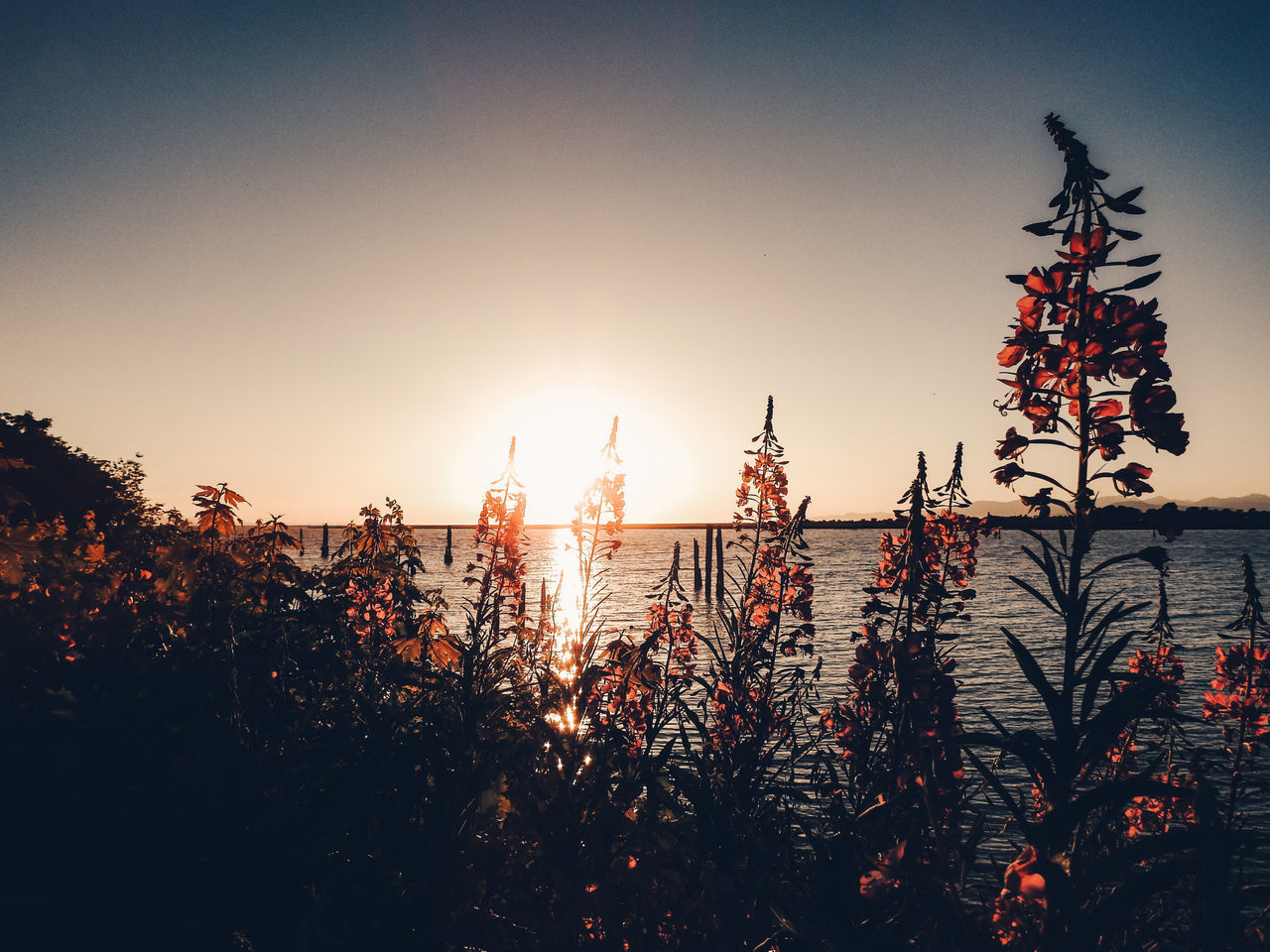 SILHOUETTE PLANTS AGAINST SKY AT SUNSET