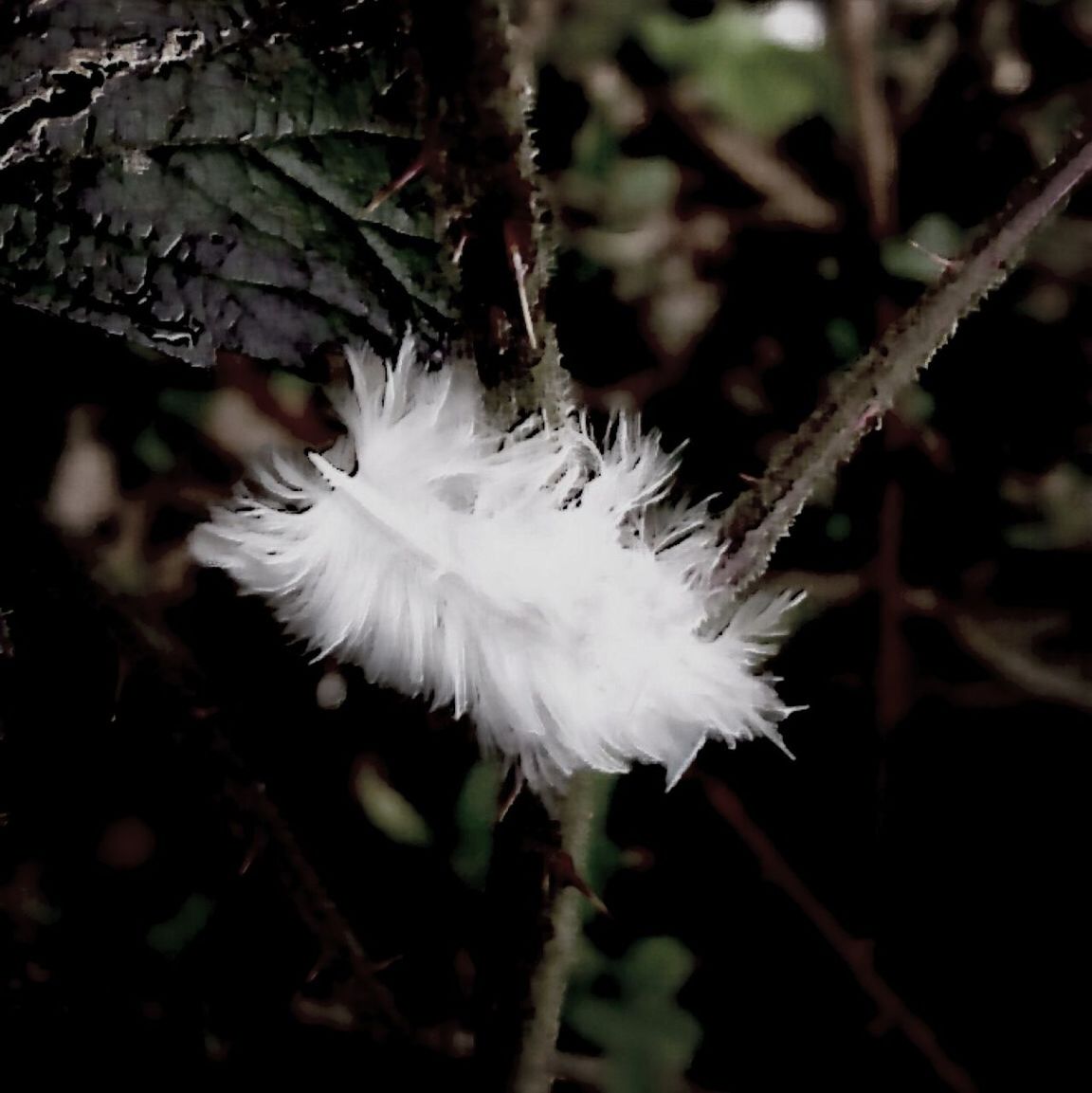 white color, flower, fragility, growth, focus on foreground, close-up, nature, stem, plant, freshness, beauty in nature, dandelion, flower head, single flower, white, twig, day, outdoors, softness, selective focus