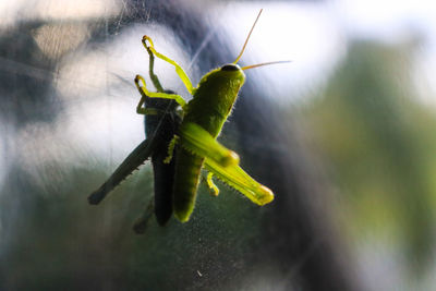 Close-up of insect on leaf