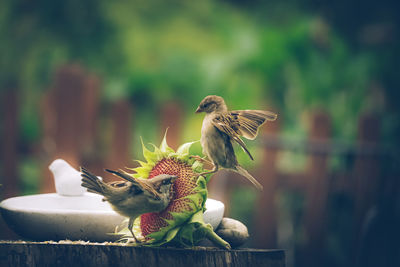 Close-up of bird perching on a plant