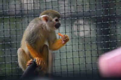 Close-up of monkey in cage