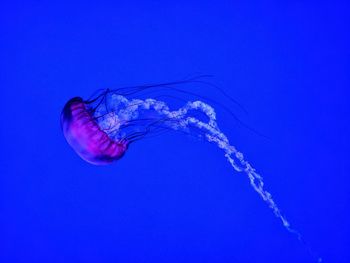 Close-up of jellyfish swimming in aquarium