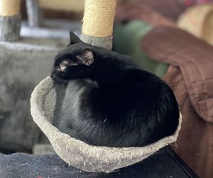 Close-up of a cat looking away