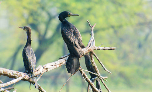 Close-up of birds perching on branch