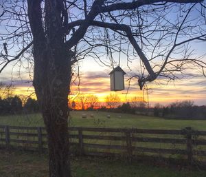 Bare trees on field at sunset