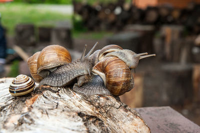 Close-up of snail on wood