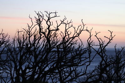 Silhouette bare tree against sky during sunset