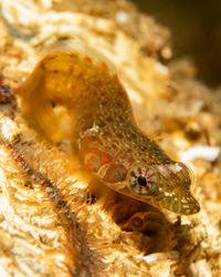 Close-up of fish swimming in sea